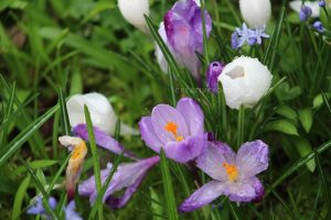 a picture of Mount Usher House and gardens