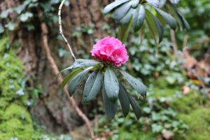 a picture of Mount Usher House and gardens