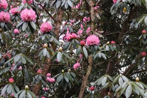 a picture of Mount Usher House and gardens