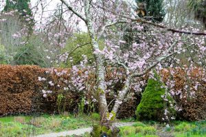 a picture of Mount Usher House and gardens